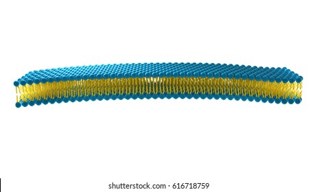 Liposome bilayer structure cell 3D rendering on isolated white background
