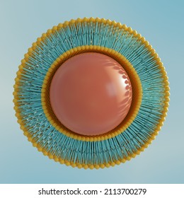 Liposome circular bilayer structure membrane with nucleus. 3d illustration