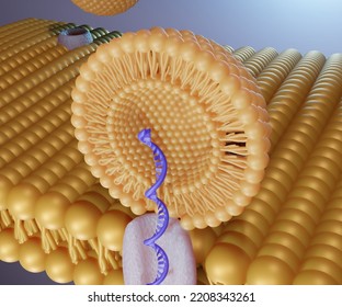 Liposome RNA Transfer Into Cell's Membrane 3d Rendering 