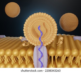 Liposome RNA Transfer Into Cell's Membrane 3d Rendering 