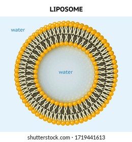 Liposome. Vesicle. Lipid Bilayer. When Phospholipids Are Placed In Water, They Spontaneously Form Membranes 