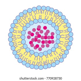 Liposomes are vesicles formed by lipid or fatty acid bilayer membrane. Liposomes can carry drugs and molecules.