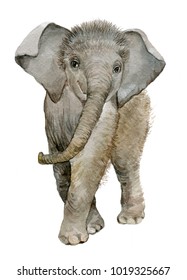 Little Baby Elephant .Watercolor Illustration