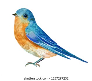 Little blue bird.watercolor hand painting on isolated white background
