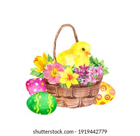 Little Chicken In Easter Basket With Colored Eggs And Flowers. Watercolor Hand Painted Illustration With Chick Bird