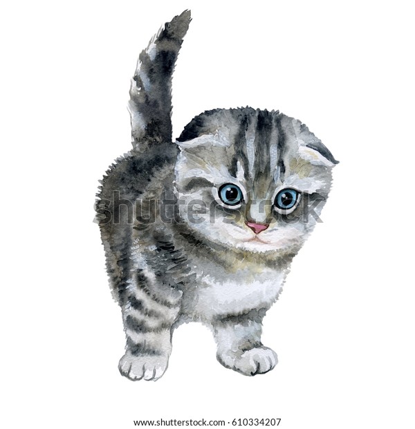 ふわふわした灰色の子猫 スコティッシュフォールド まだら猫 ペットの水彩イラスト ファッションプリント ポスター 繊維 ファッションデザインなど 水彩の イラスト 接写 のイラスト素材