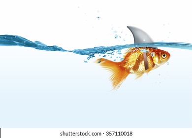 Little Goldfish In Water Wearing Shark Fin To Scare Predators