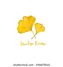 A Little Pastel Ginkgo Biloba Icon