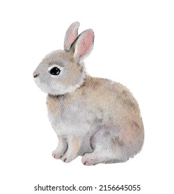 Little Rabbit Animal. Realistic Watercolor Picture - Young Hare, Cute Wild Bunny