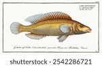 Little scaled Wrasse from Ichtylogie, ou Histoire naturelle: generale et particuliere des poissons by Marcus Elieser Bloch. Antique fish marine life painting art print, animal illustration