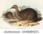 Little spotted kiwi or Little gray kiwi illustrated by Elizabeth Gould, Birds of Australia. Vintage Kiwi bird art drawing illustration, bird painting art print. bird vintage drawing illustration