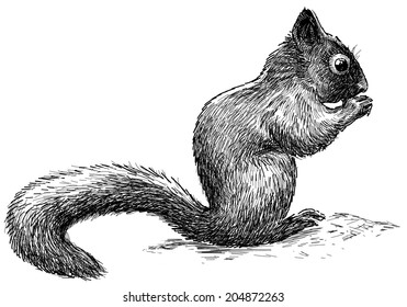 18,679 Bushy tailed squirrel Images, Stock Photos & Vectors | Shutterstock