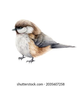 Little titmouse bird watercolor illustration. Hand drawn realistic europe song bird. Small chickadee common bird close up image. Cute chickadee. Garden, park, forest tiny avian on white background