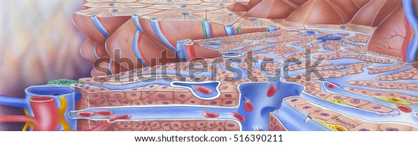 Liver - Cut Away View to show internal structures
including: liver lobules, kupffers cells, fenestrations, lymphatic
vessel, hepatic
artery
