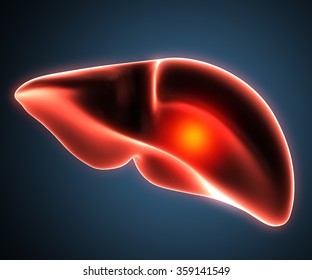 Liver Disease Human Anatomy