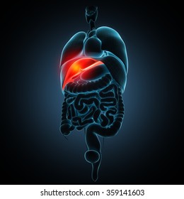 Liver Disease Human Anatomy