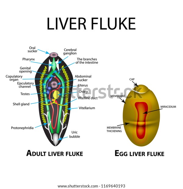 Liver
fluke structure. Hepatic fluke. Egg trematodes structure. Set.
Infographics. illustration on isolated
background.