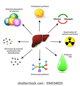 Liver Functions. Synthesis Protein, Amino Acid And Cholesterol, Deactivation Of Poisons And Toxins, Produces Bile, Help The Absorption Of Vitamins, Hormones & Enzymes Production And Detoxification.