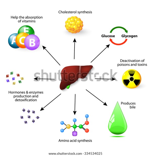 肝機能 合成タンパク質 アミノ酸 コレステロール 毒素および毒素の失活により 胆汁を生成し ビタミンやホルモンの吸収を助ける のイラスト素材