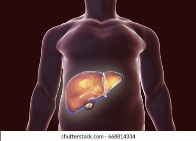 Liver With Gall Bladder Inside Human Body, 3D Illustration