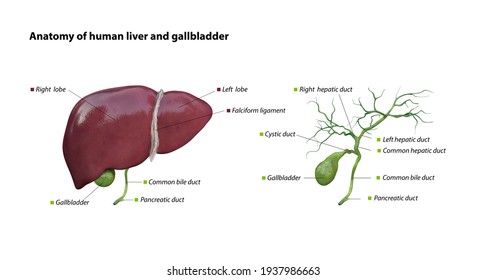 anatomy of liver and gallbladder