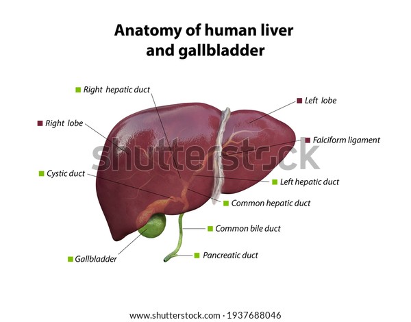 liver\
and gallbladder anatomy structure. hepatic system organ, Human\
liver for medical drugs, pharmacy and education design.transparent\
view of the gallbladder, 3D rendering,\
Illustration