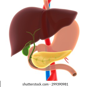 Liver, Gallbladder, And Pancreas Anatomy