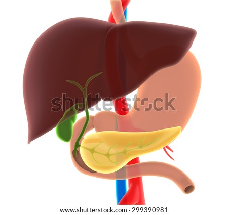 Liver Gallbladder Pancreas Anatomy Stock Illustration 299390981