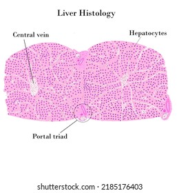 Liver Histology Liver Structure Showing Portal Stock Illustration ...