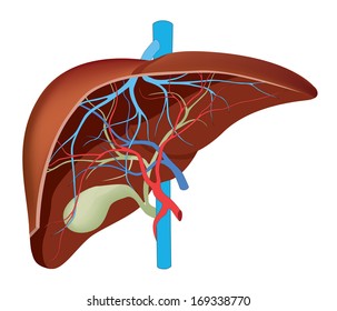 Liver Illustration Human Internal Liver Stock Illustration 169338770 ...