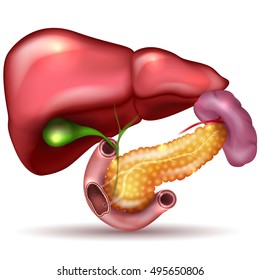 Liver, Pancreas, Gallbladder And Spleen Detailed Colorful Drawing On A White Background