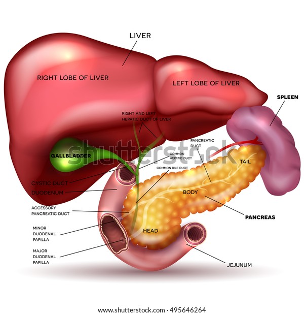 白い背景に肝臓 膵臓 胆嚢 脾臓の詳細な描画 説明付き のイラスト素材