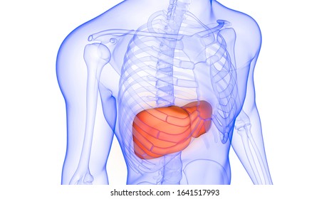 Liver Part Human Digestive System Anatomy Stock Illustration 1641517993 ...