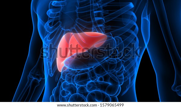 Liver Part Human Digestive System Anatomy Stock Illustration 1579065499 ...