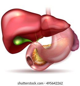 Liver, stomach, pancreas, gallbladder and spleen detailed anatomy drawing on a white background