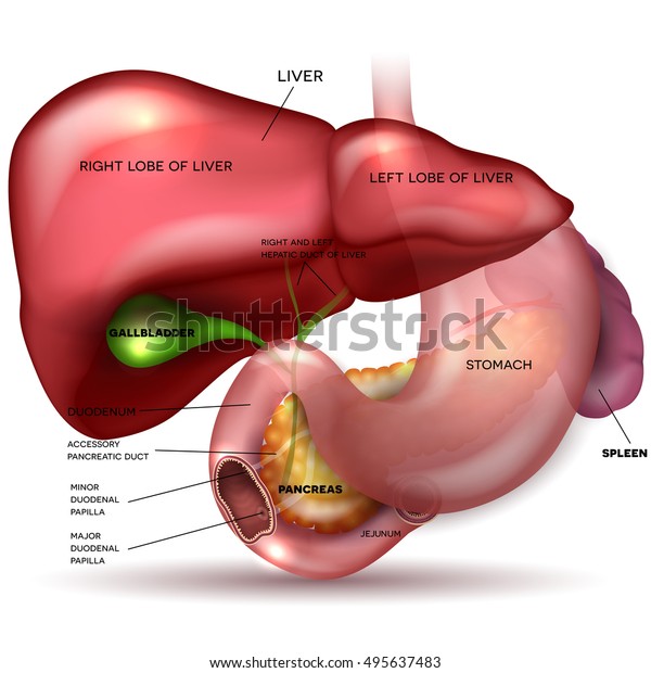 白い背景に肝臓 胃 膵臓 胆嚢 脾臓の詳細な解剖図 のイラスト素材
