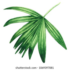 Livistona Palm Leaf Watercolor Hand Drawn Illustration. Isolated.