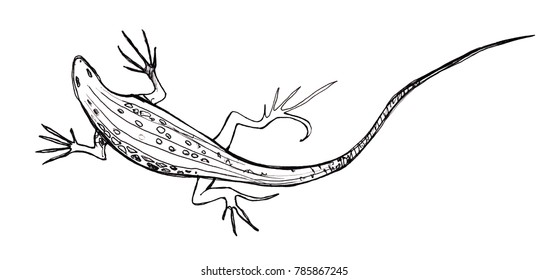 Lizard Sketch Graphic Drawing Pen Ink Stock Illustration 785867245 ...