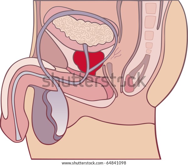 User account | Novurol - urology, prostate, bladder, prostate inflammation, erectile dysfunction