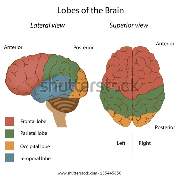 Lobes of the\
brain