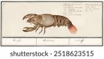 Lobster, Homarus gammarus by Anselmus Boëtius de Boodt. Lobster, Homarus gammarus, sea animal, ocean animal, shrimp. Vintage Lobster art drawing illustration, old Lobster painting art print