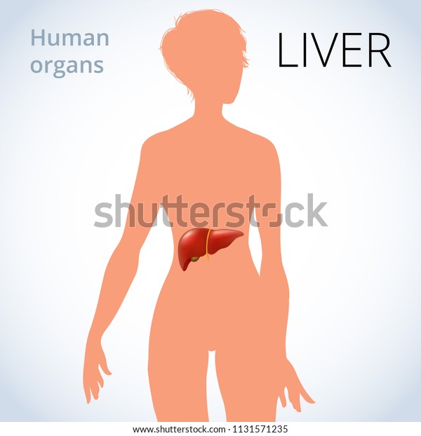 Liver Location In Female Body