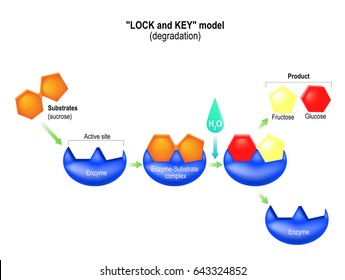 Lock Key Model Images Stock Photos Vectors Shutterstock