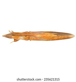 Loligo