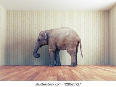  lone elephant in the room. Creative concept