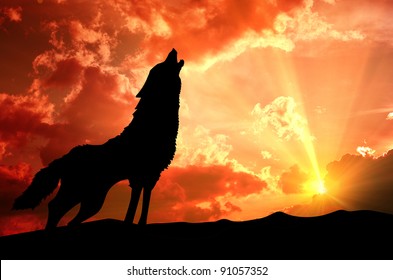 Lone Wolf Howling At The Sunset