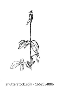 lonely rose bud illustration. graphic sketch
