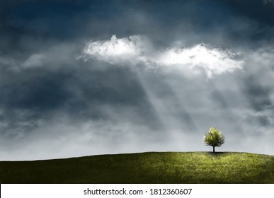 Lonely Tree In The Field. Dense Dark Clouds And Rays Of The Sun. Painted Art Picture.