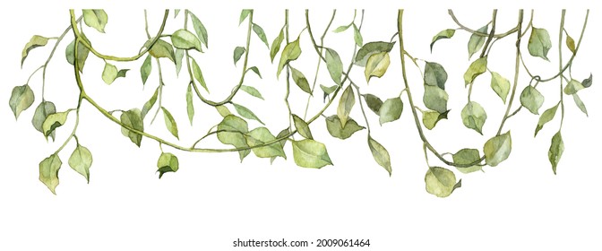 Long banner header design. Watercolor green botany. Hanging liana creepers. Hand painted leaves. Detailed realistic botanical illustration. Design for greeting cards and banners