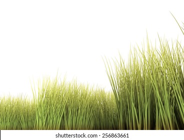 Long Grass Isolated On The White Background. 3D Render.